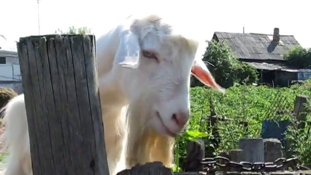 Додоново с Сабиной смотреть онлайн