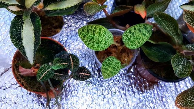 Драгоценные орхидеи/ Обзор/ Содержание и уход