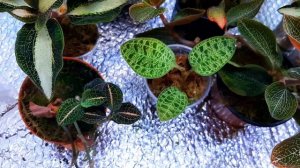 Драгоценные орхидеи/ Обзор/ Содержание и уход