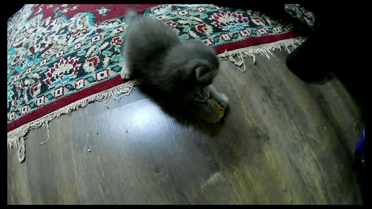 Новый член семьи. смотреть онлайн