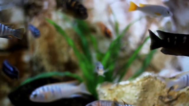 music overlooking the aquarium, good for health смотреть онлайн