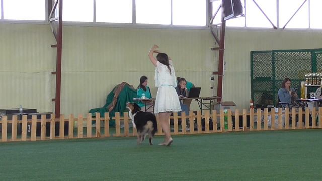 Колпакова Зоя Дебют Фристайл Бон Плезир Аризона Дрим Австралийская овчарка смотреть онлайн