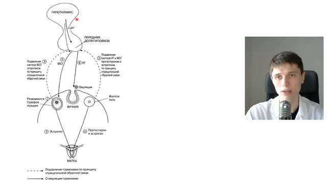 ОВУЛЯЦИЯ И МЕНСТРУАЛЬНЫЙ ЦИКЛ | Строение женской половой системы - как происходит менструация смотреть онлайн