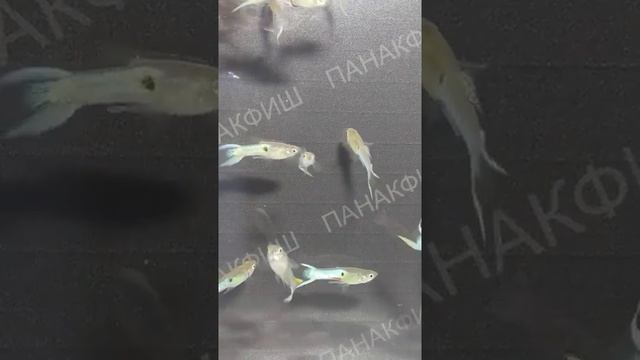 Гуппи Эндлера голубой (Poecilia Reticulata 