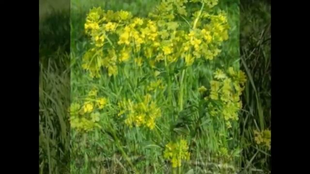 Сурепка обыкновенная Barbarea vulgaris смотреть онлайн