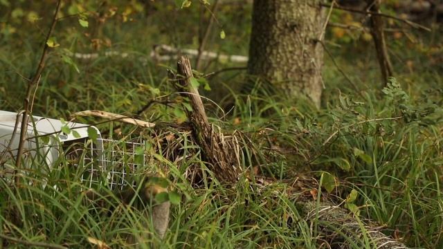 Выпуск зайцев в природу - сентябрь смотреть онлайн