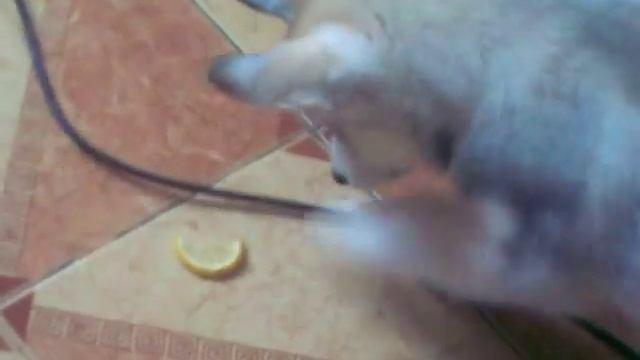 Маленький Хаски с лимоном смотреть онлайн