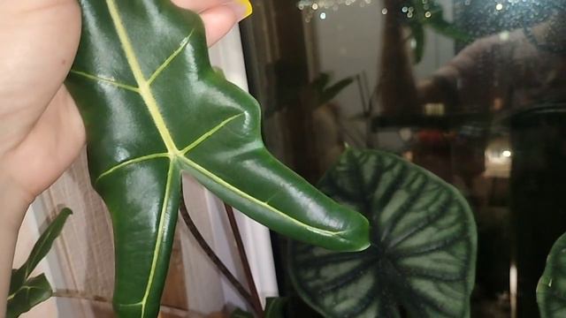 Орхидеи и алоказии . смотреть онлайн