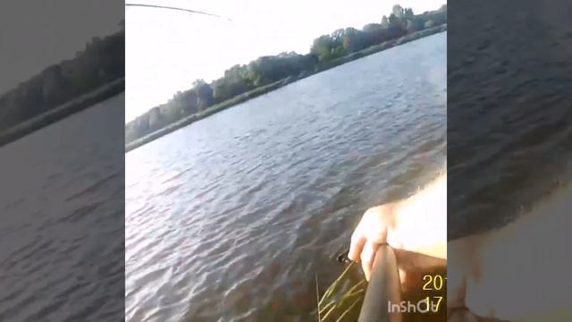 Клюнул БЕЛЫЙ АМУР