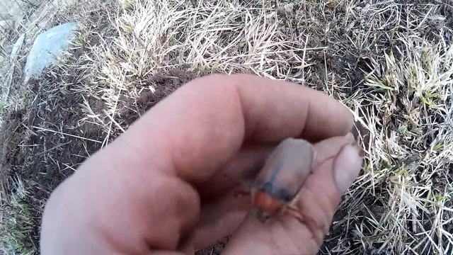 ПОИСК МОНЕТ.минелаб X TERRA 705 и катушка снайперкакоп среди снарядовч.1