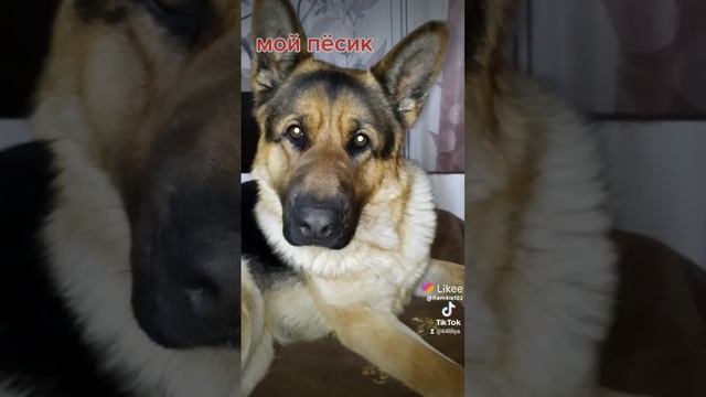 любимка Рэм смотреть онлайн