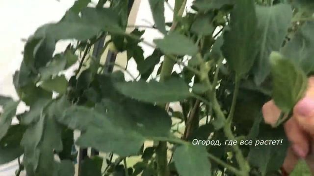 408. Итоги борьбы с белокрылкой смотреть онлайн