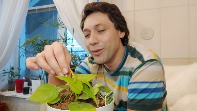 Филодендрон Сканденс Лимон 🍋 смотреть онлайн