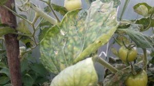 Томат сорт Ляна