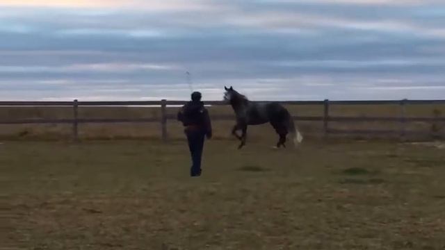 Жеребец породы Лузитано по кличке "Алекс" смотреть онлайн