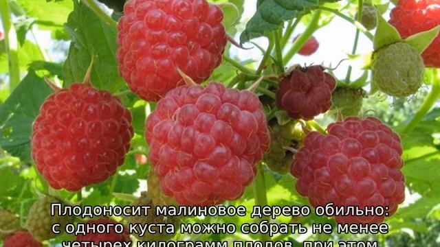 Штамбовая малина смотреть онлайн