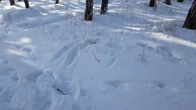 Зимняя прогулка. Продолжение. смотреть онлайн