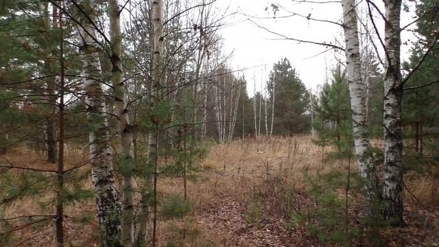 Охота на вальдшнепа сезон 2021. Woodcock 2021. смотреть онлайн