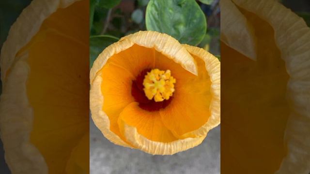 Title:- time is short. Ephesians 5:15-16 , psalms 19:12. date: 18/05/202 смотреть онлайн