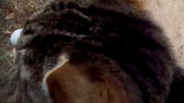 Четыре ротана на три верши смотреть онлайн