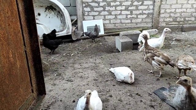 ГОЛОШЕЙНАЯ ПОРОДА КУР, МУСКУСНЫЕ УТКИ. ПРОДАЖА ХОЗЯЙСТВА, УТЯТА С ИНКУБАТОРА. ОБЗОР ХОЗЯЙСТВА смотреть онлайн