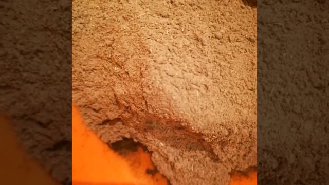 бесцветная хна со смесью трав Kalimat "Калимат смотреть онлайн