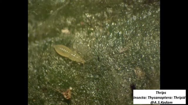 Thrips Symptoms and Damage смотреть онлайн
