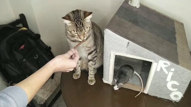 Как подружить кота и крысу смотреть онлайн