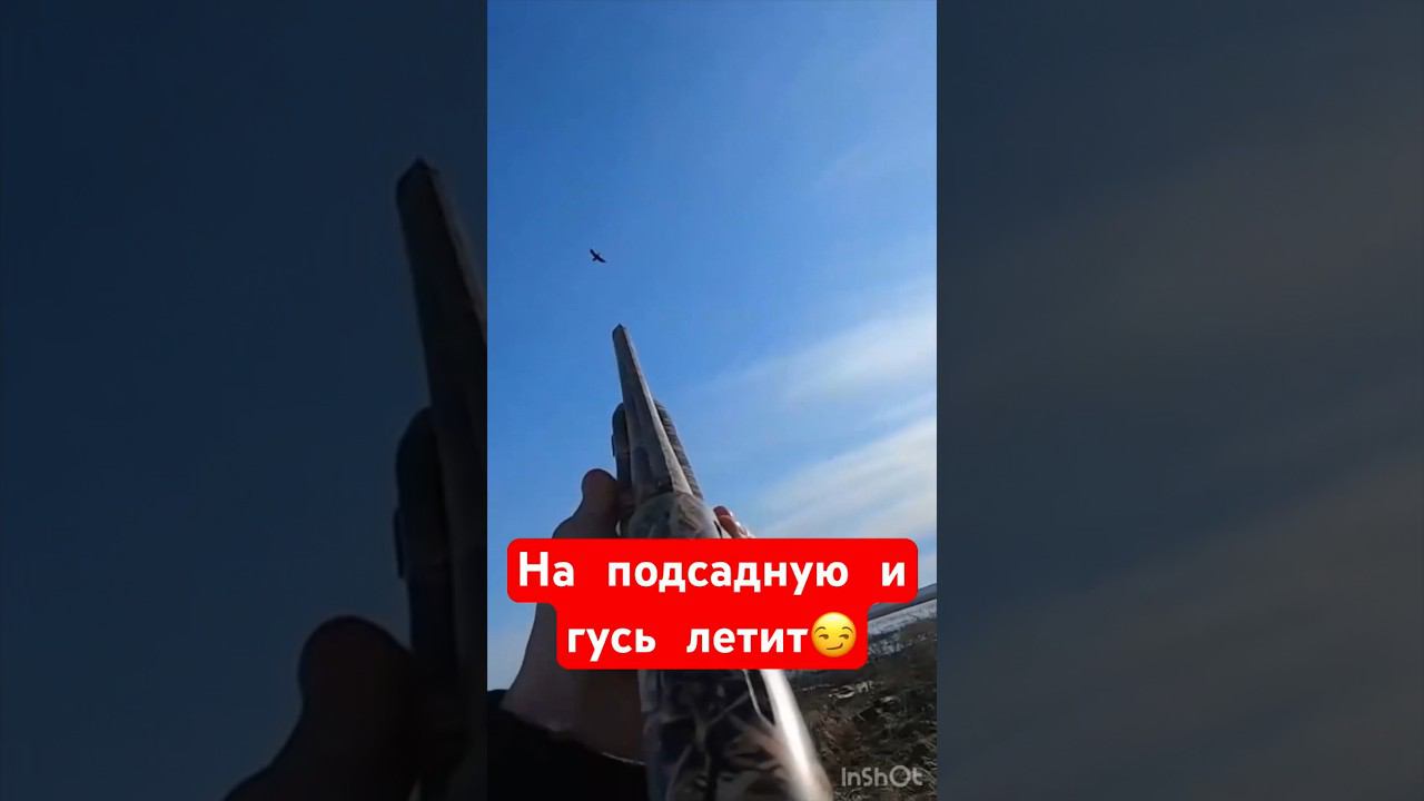 Выстрел 3кой по гусю#охота #охотанагуся #весенняяохота #охотанауток #охотавидео #shorts смотреть онлайн
