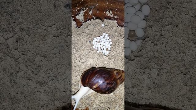 Ахатины. 13-й день с момента кладки яиц. смотреть онлайн