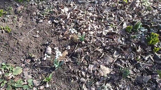 Измения в природе. Апрельская жара в феврале и первые цветы на клумбе смотреть онлайн