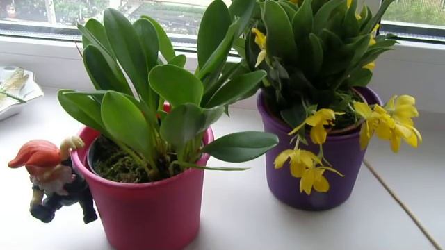 Мои новинки: Promenaea xanthina и Masdevallia и мини обзорчик фиалок. смотреть онлайн