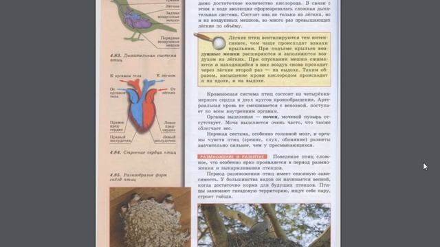 Биология (Л.Н.Сухорукова) 7к §44 Класс Птицы смотреть онлайн