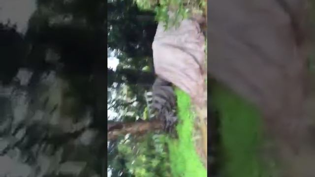 Flooding 2017 at Alta Rica Drive смотреть онлайн