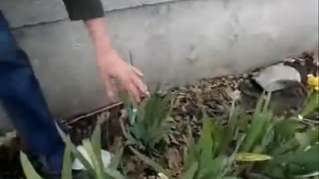 Сеянцы карликовых ирисов . Легко ли быть селекционером? Часть 1 смотреть онлайн