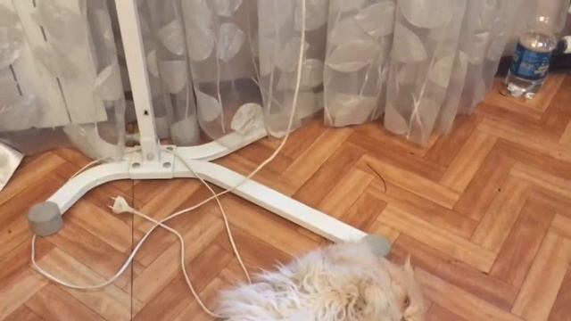 Кот, который завис от жары. Хайленд фолд смотреть онлайн
