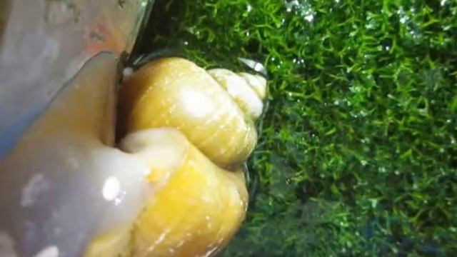 ампулярия откладывает икру