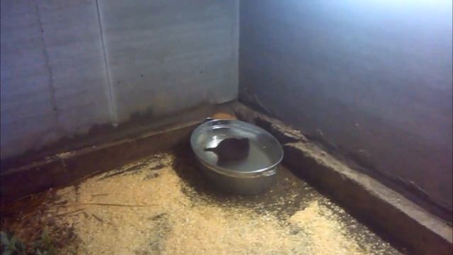 Покупка нутрий смотреть онлайн