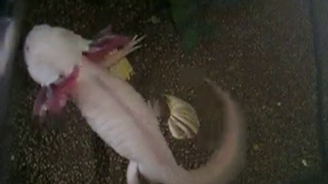 Аксолотль-1 Axolotl