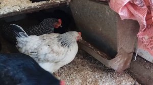 Небольшой отзыв о курах  Доминант