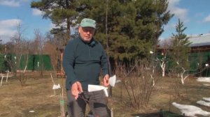 Обрезка молодых яблонь в 1, 2, 3 год.