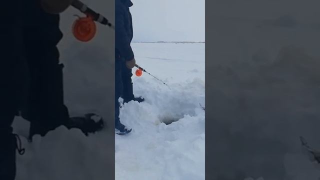 Зимняя рыбалка на щуку на реке Обь смотреть онлайн