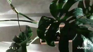 Обрезала Монстеру