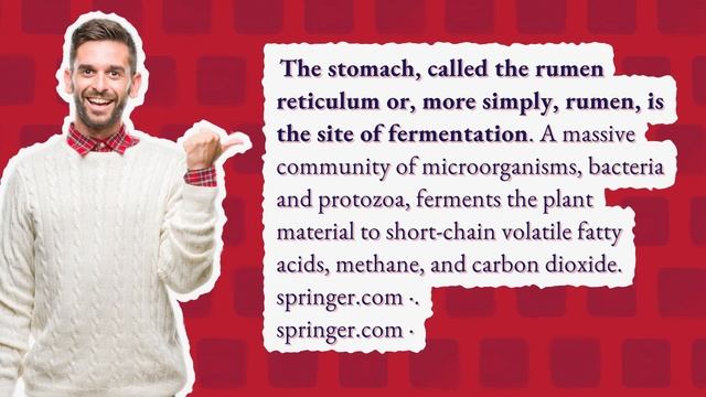 Where does fermentation of forages take place in the GIT of a horse? смотреть онлайн