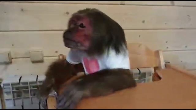 Обезьянки и сверчки (Домашние макаки) смотреть онлайн