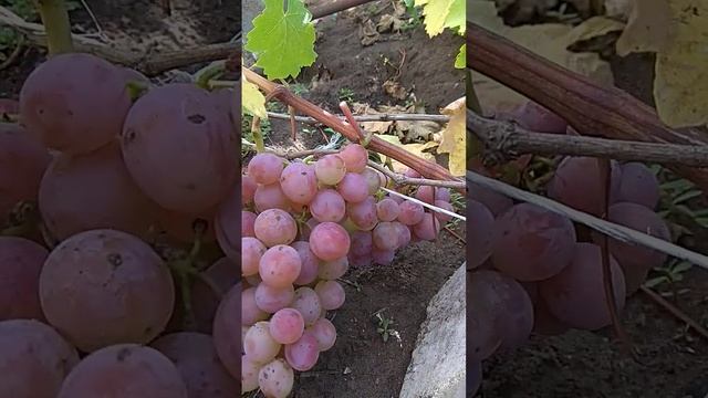 Виноград Ливия 24 сентября 2022 г.