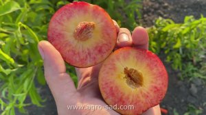 Нектарин Роуз Диамонд (Rose Diamond) - Агро Сад 2024