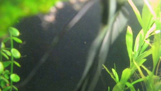 Поплывший малёк скалярии