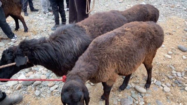 НАРХИ ГУСФАНДИ ХИСОРИ КУЧКАР СОВЛУКИ БУГОЗ ТАКА СЕРКА НАРХИ НАВО ЧИХЕЛ БОШАД смотреть онлайн