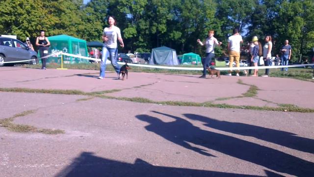 цвергпинчер Магнифисент Черный Бумер выставка КСУ чернигов САС смотреть онлайн